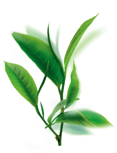 visuel-ingredient-tea-373x488